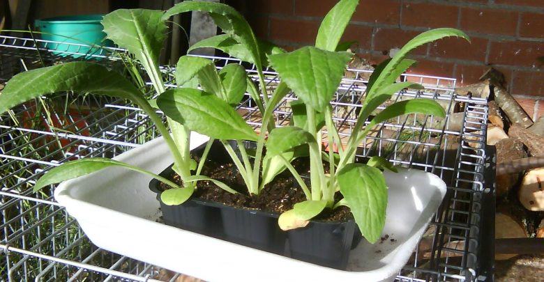 mudas de alcachofra