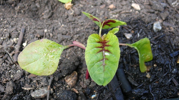 Como Plantar Amaranto 