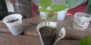 como plantar sem sementes