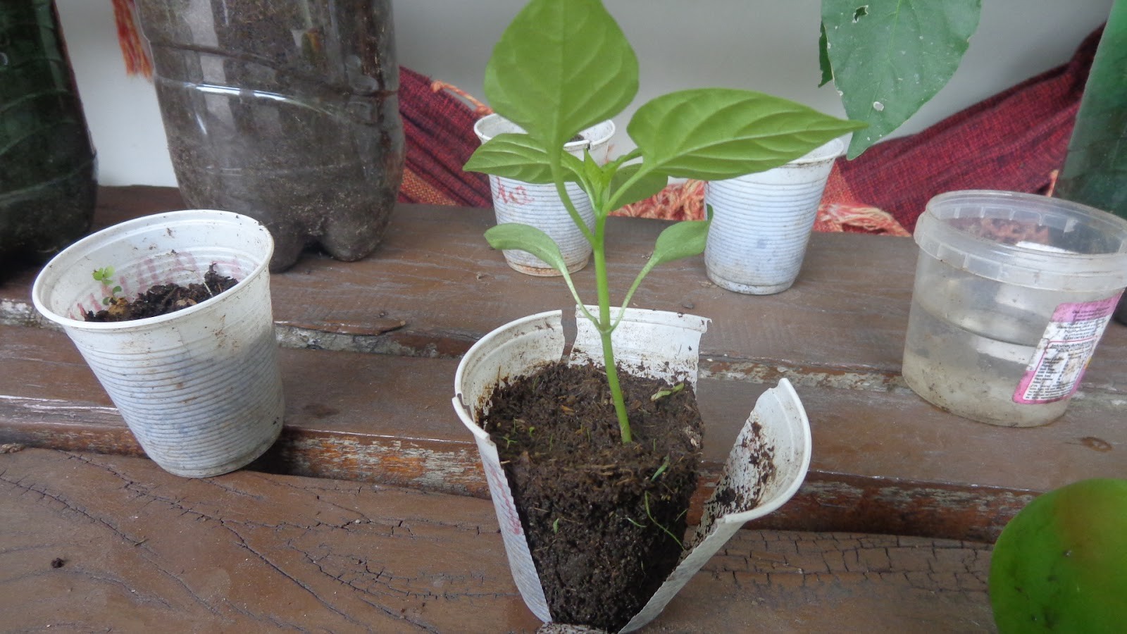 como plantar sem sementes