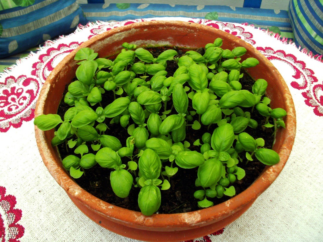 Como Plantar Manjericão