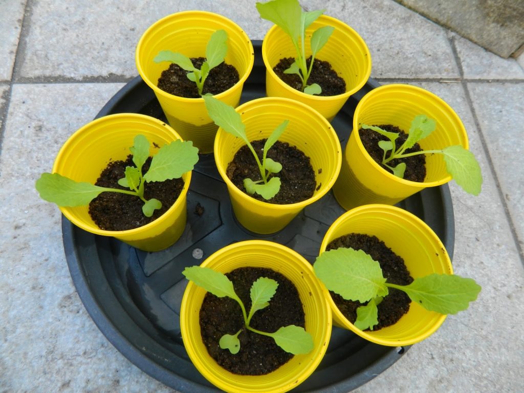 Como Plantar Mostarda em Casa: Plantio, Cultivo e Colheita