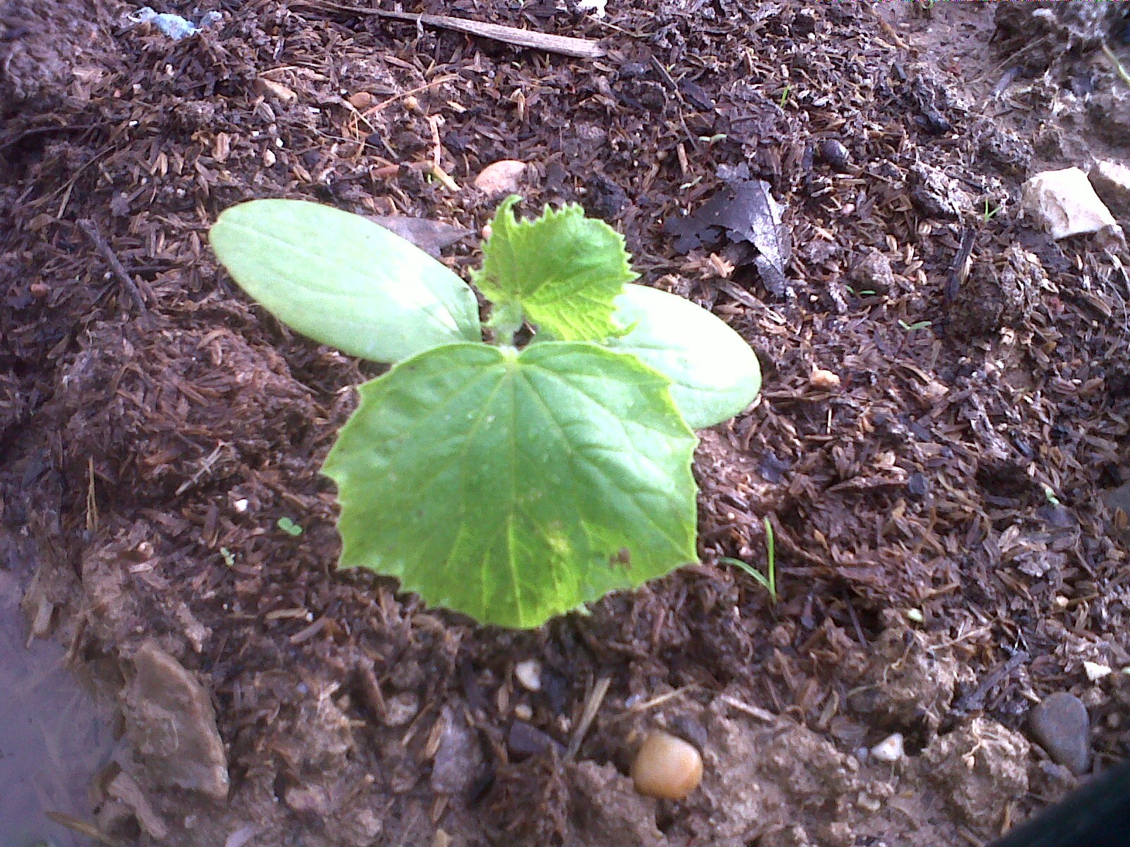 pepino  como plantar