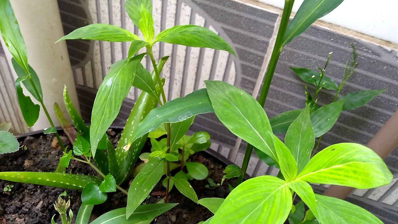 Plantas de Gengibre