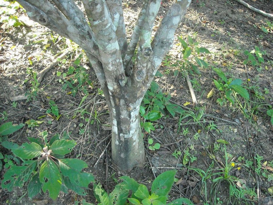 Como Prevenir Pragas e Doenças da Planta de Limão