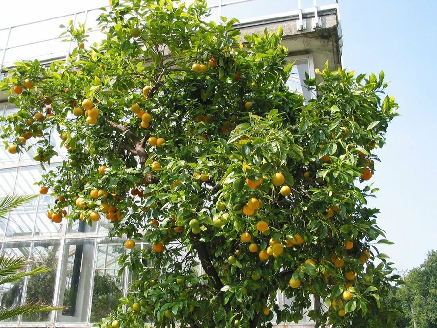 Como Prevenir Pragas e Doenças da Planta de Limão