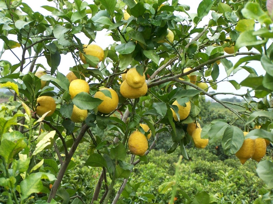 Como Podar Planta de Limoeiro 