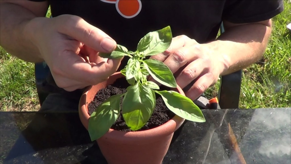 Como Plantar Manjericão