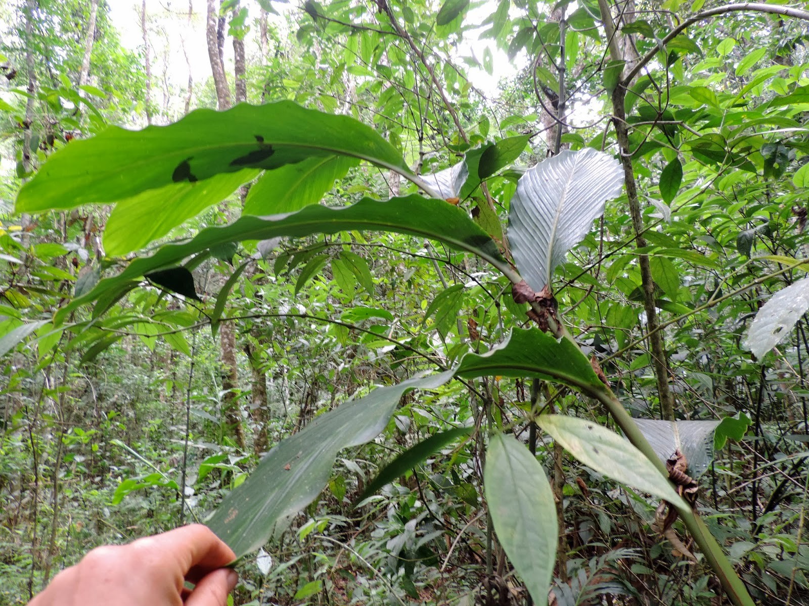 Como Plantar Cardamomo