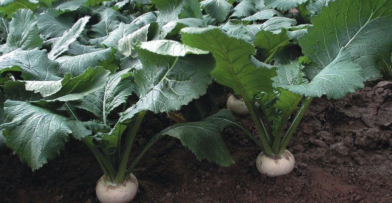 planta de nabo