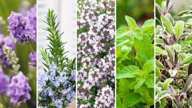 plantas aromaticas