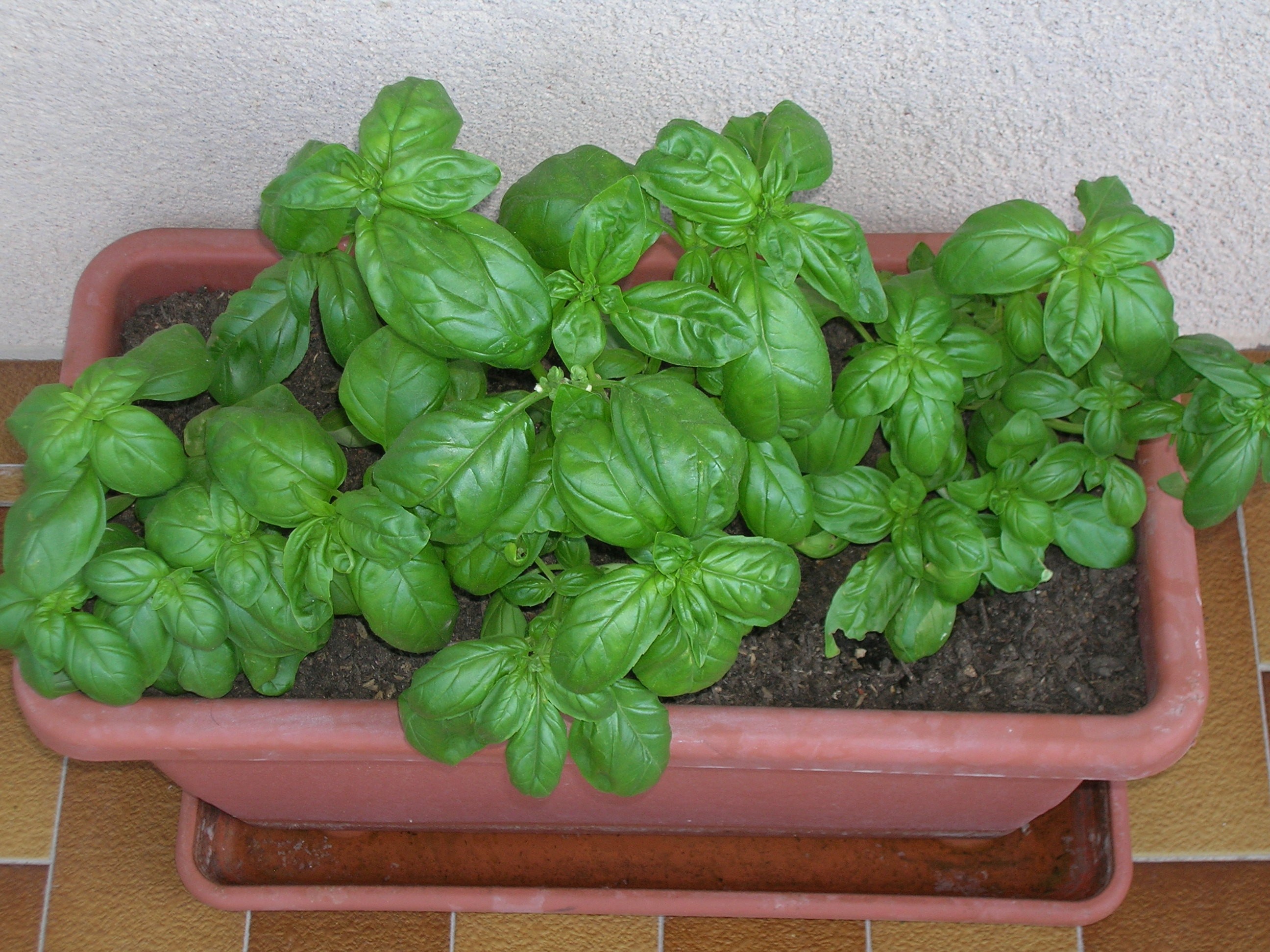 Como Plantar Manjericão