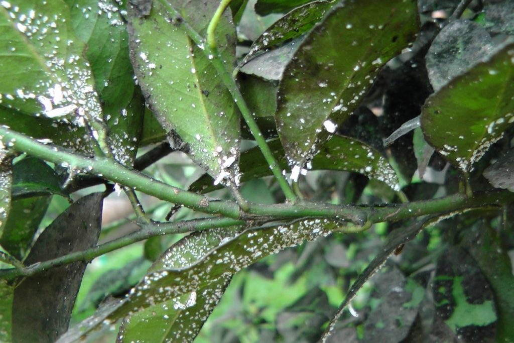 Como Prevenir Pragas e Doenças na Planta de Limão Horta em Casa Como Prevenir Pragas e Doenças na Planta de Limão Horta em Casa