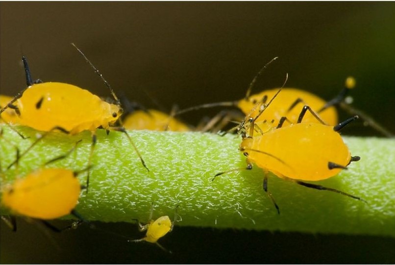 Como Prevenir Pragas e Doenças da Planta de Limão