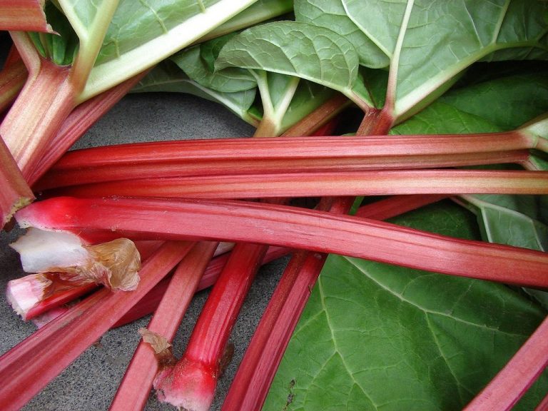 Ruibarbo: 14 Benefícios, Informação Nutricional, Receitas e Malefícios