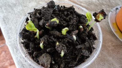 como germinar sementes
