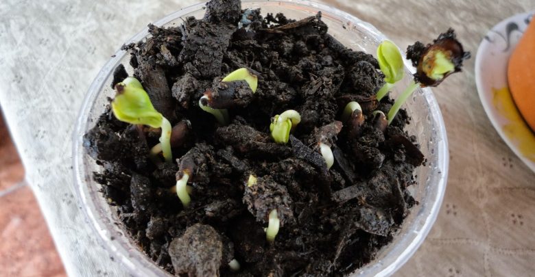 como germinar sementes