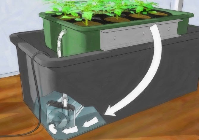 cultivar plantas sem solo em casa