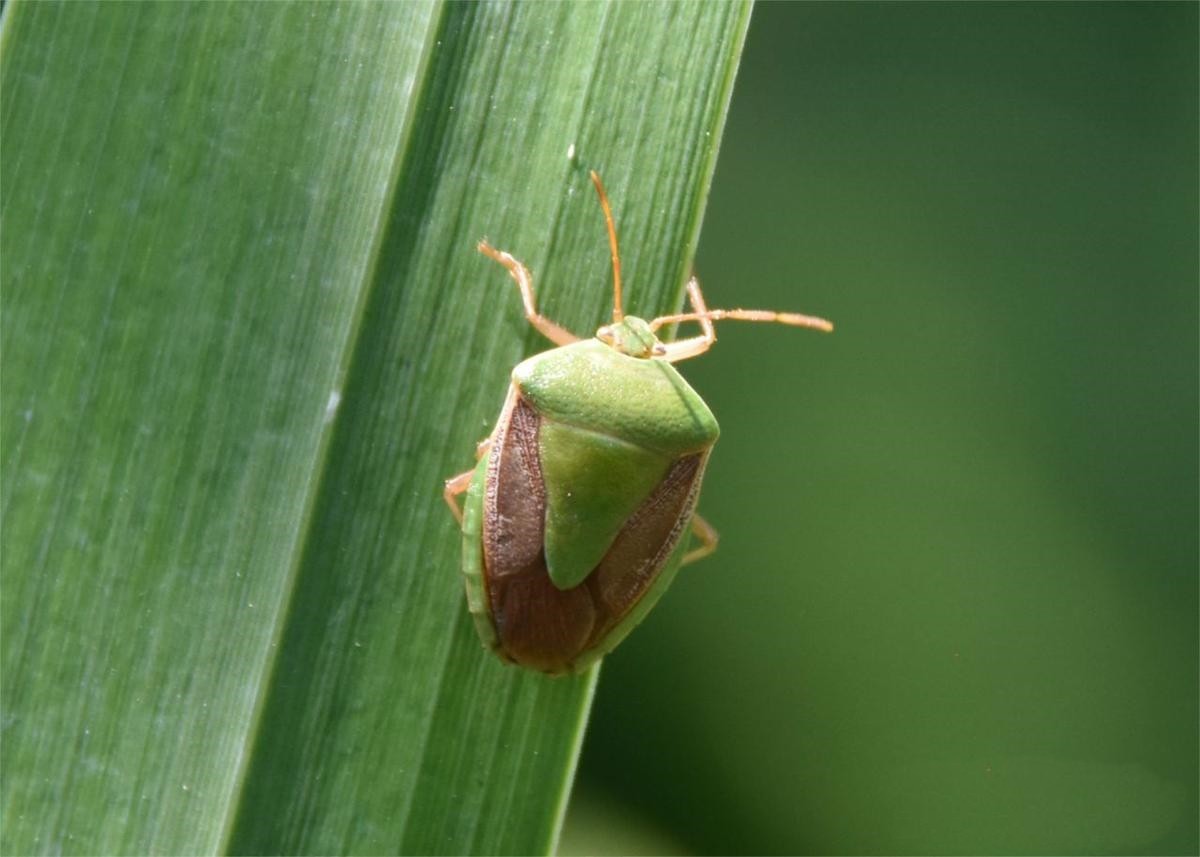 Inseto Verde