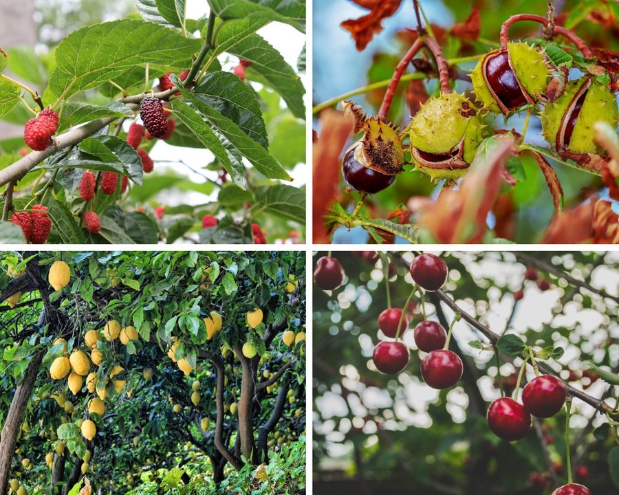 Árvores Frutíferas de Rápido Crescimento