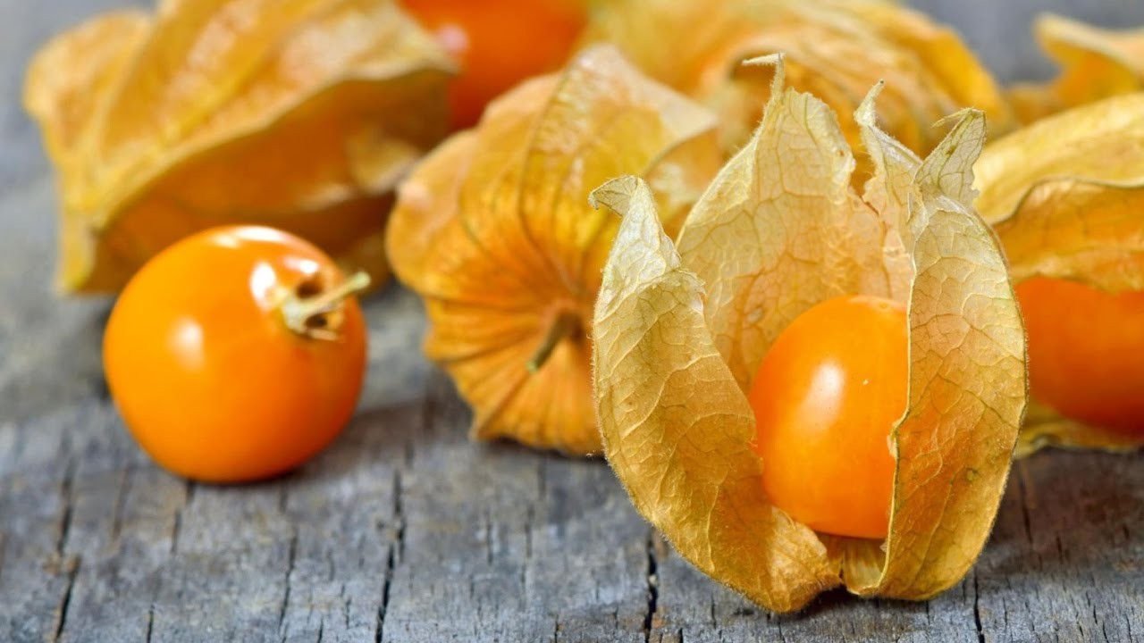 Como Plantar Physalis