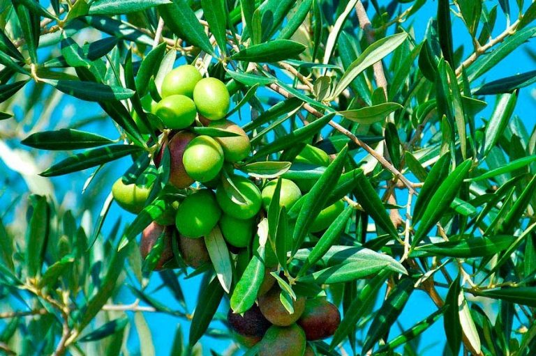Como Plantar Azeitona em Casa Horta em Casa Como Plantar Azeitona em Casa Horta em Casa