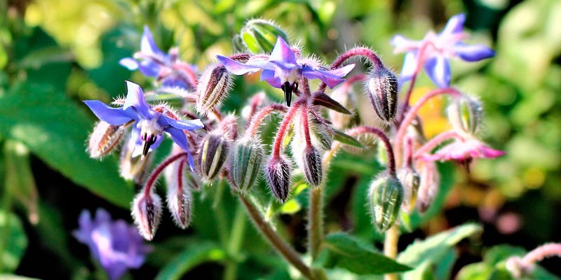 Como Plantar Sementes de Borragem