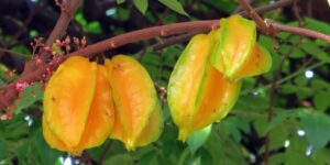 carambola