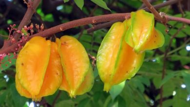 carambola