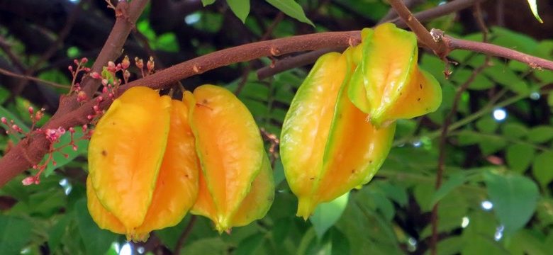 carambola