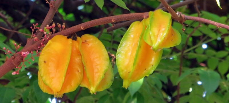 carambola