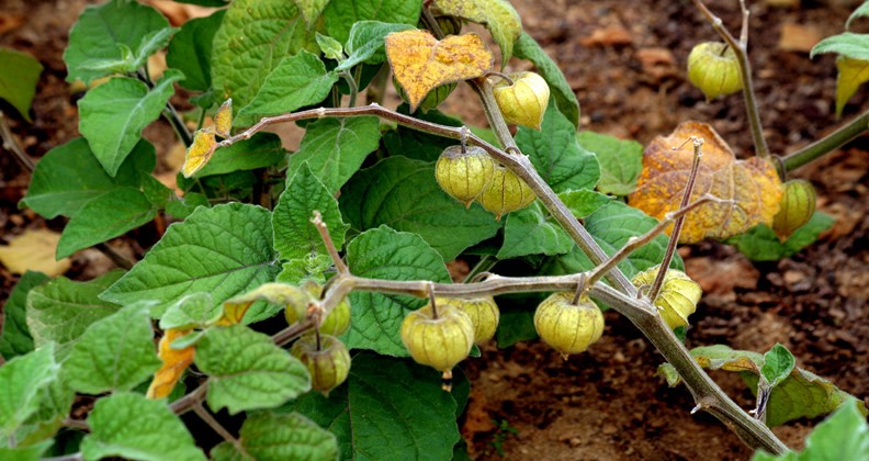 Physalis