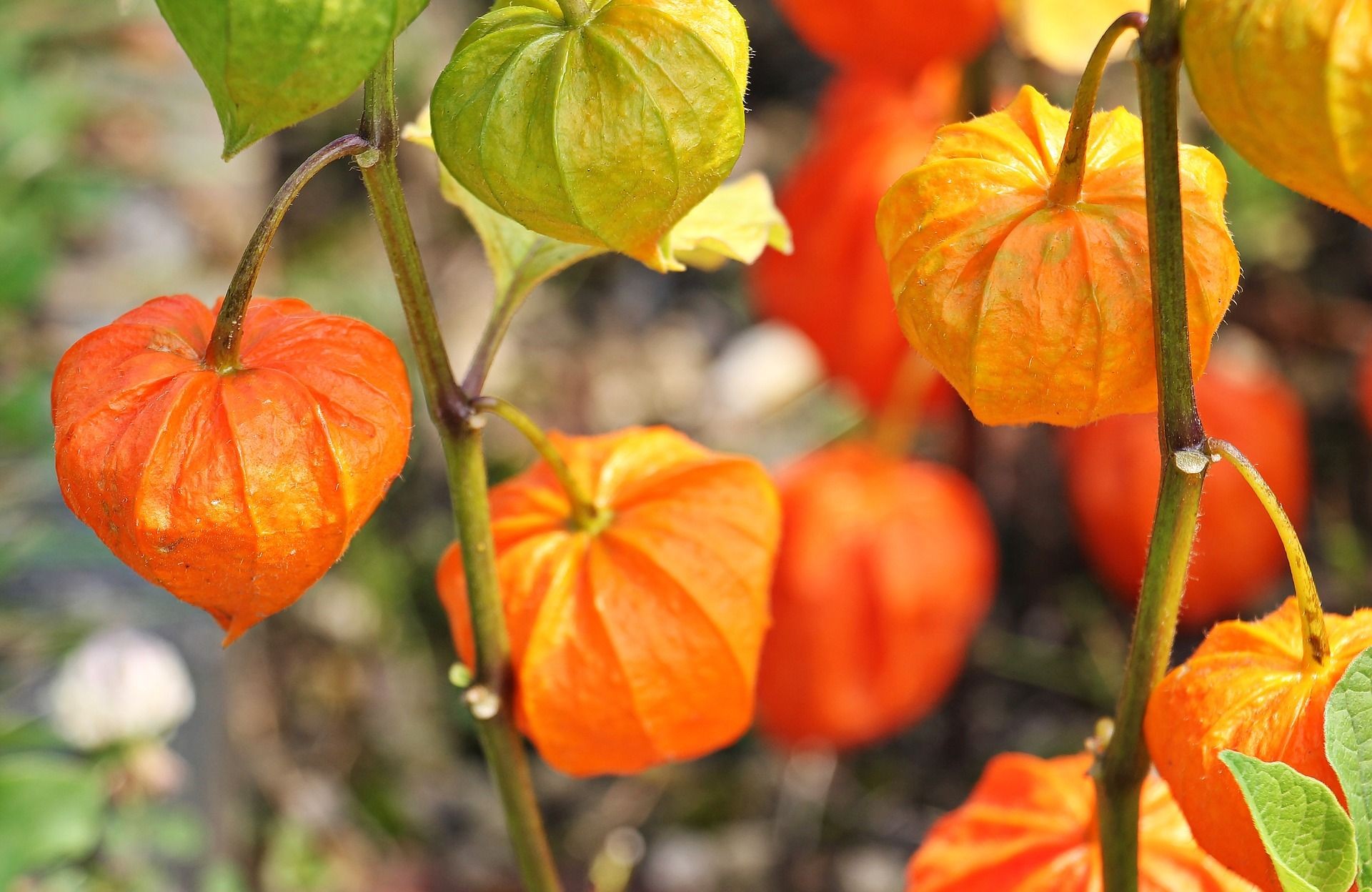 Como Plantar Physalis