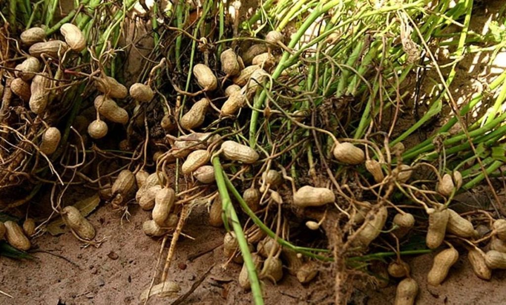Como Plantar Amendoim em Casa em 3 Passos Simples | Horta em Casa