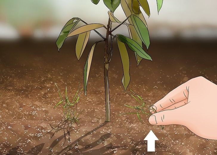 Como Plantar Durian 