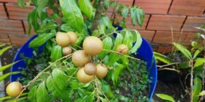 como plantar longan