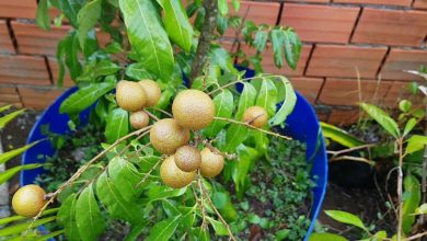 como plantar longan
