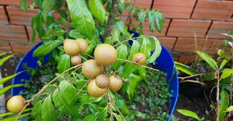 como plantar longan