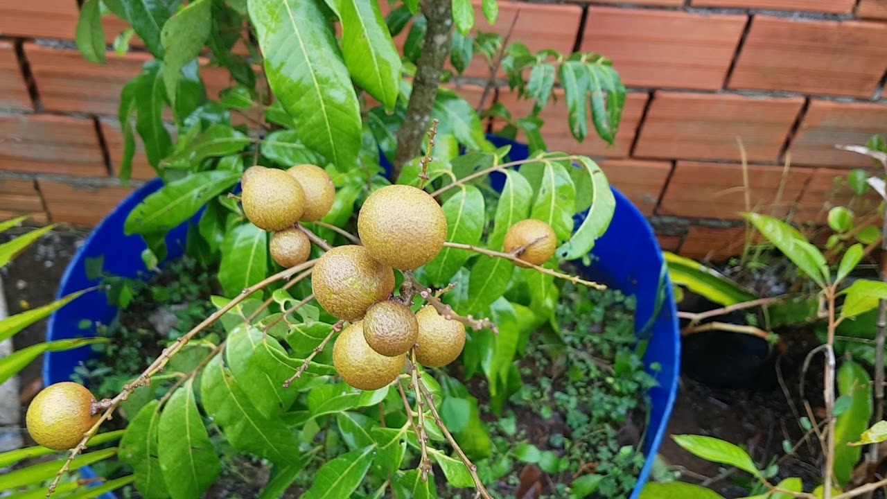 como plantar longan