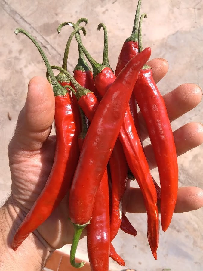 Como Plantar  Pimenta Caiena