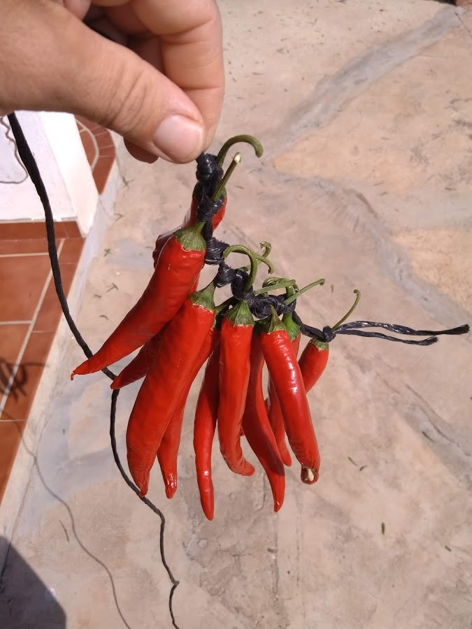 Como Plantar  Pimenta Caiena