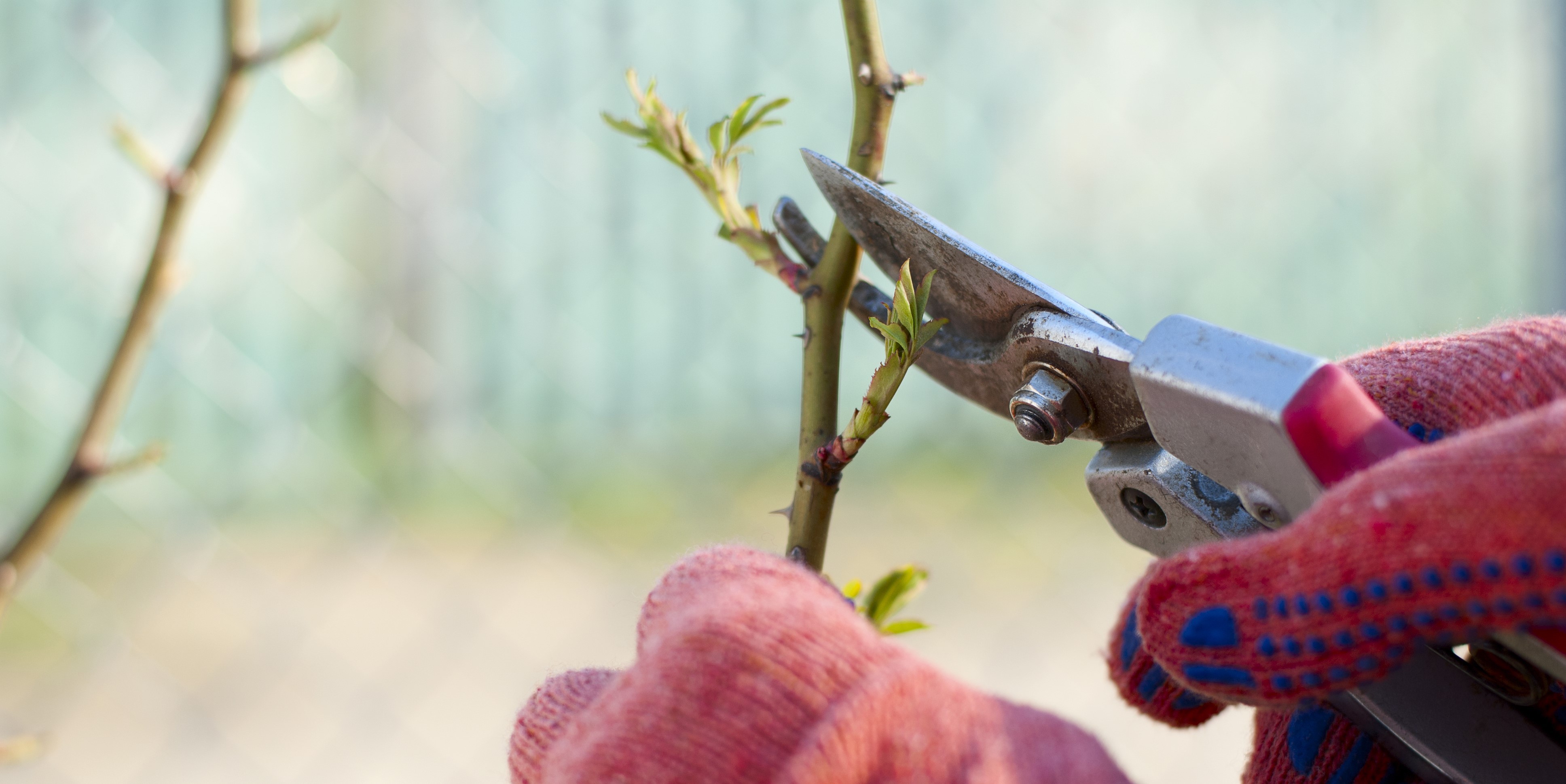 Como Enraizar Plantas