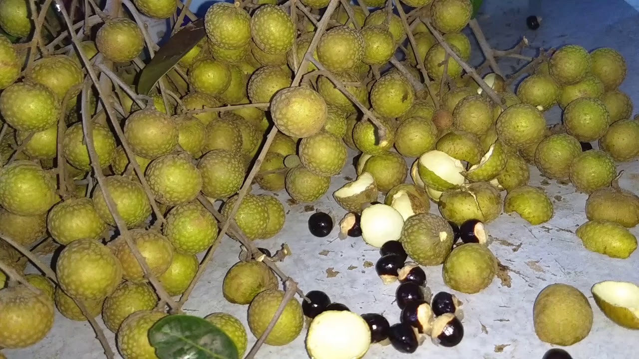 longan beneficios