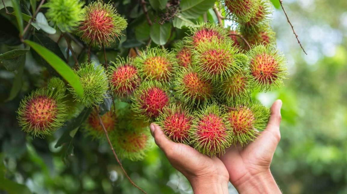 rambutan