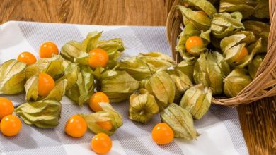 physalis