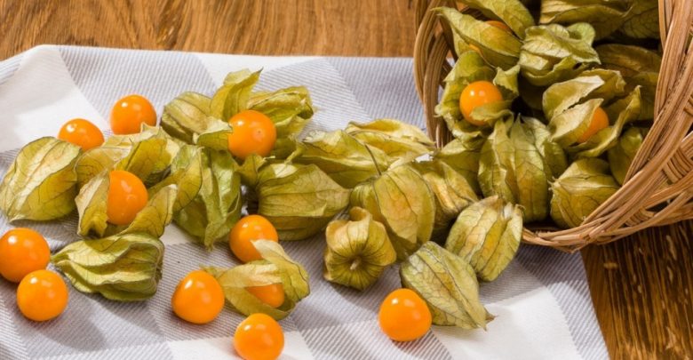 physalis