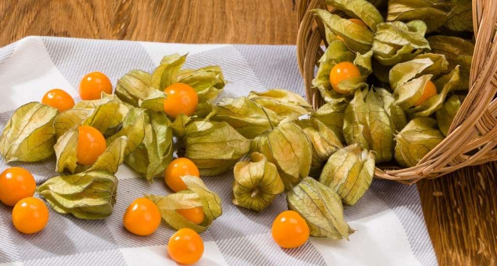 physalis