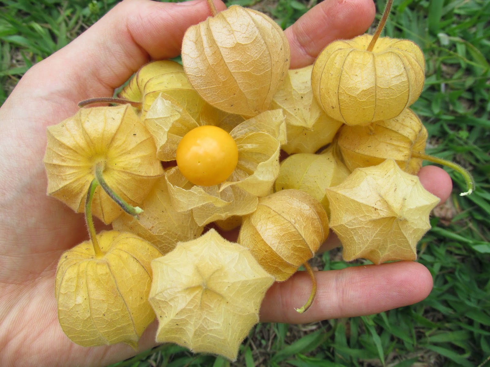 Benefícios da Physalis