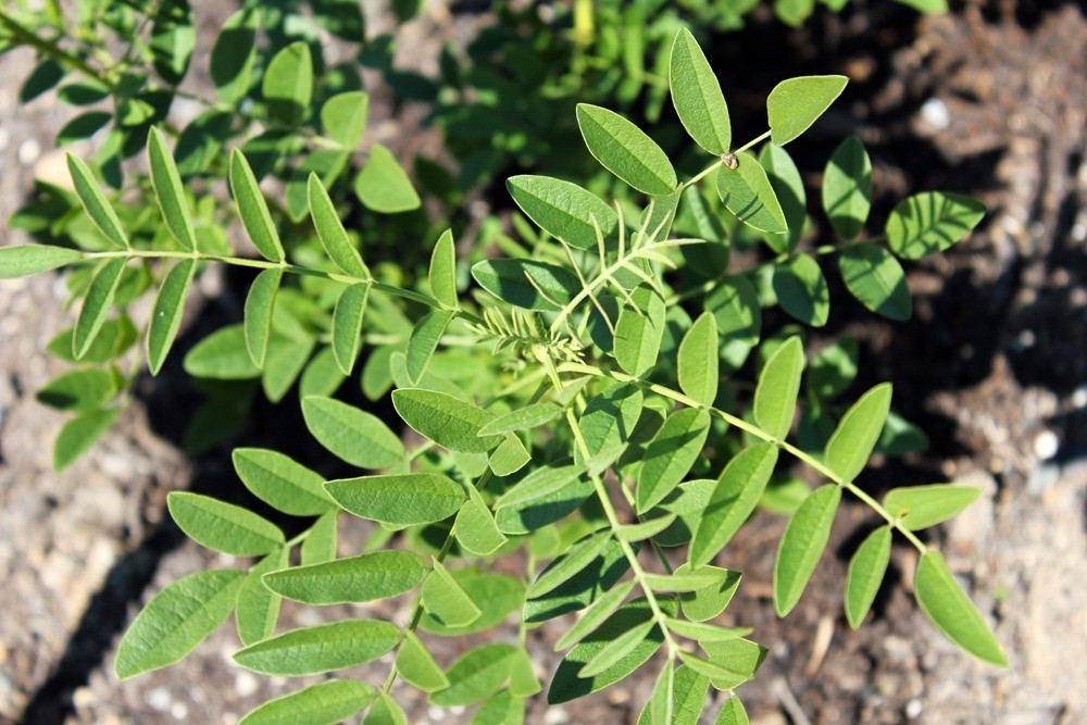 como plantar de alcacuz