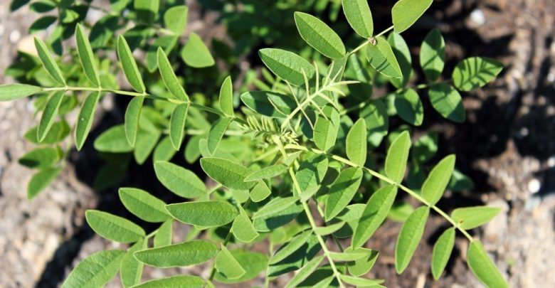como plantar de alcacuz